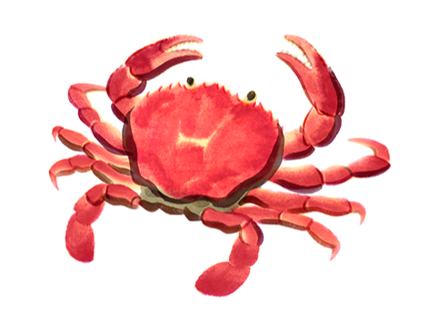 蟹
